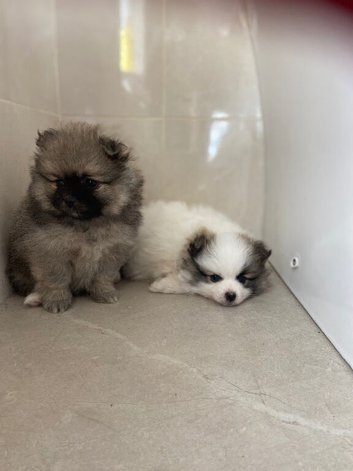 Beautiful Pomeranian Pups