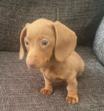 Isabella dachshund
