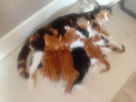 Stunning 4 kittens