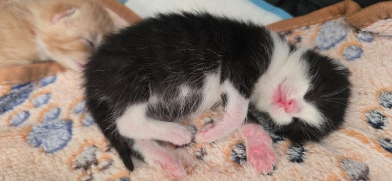 1 beautiful kitten ready in 7 weeks
