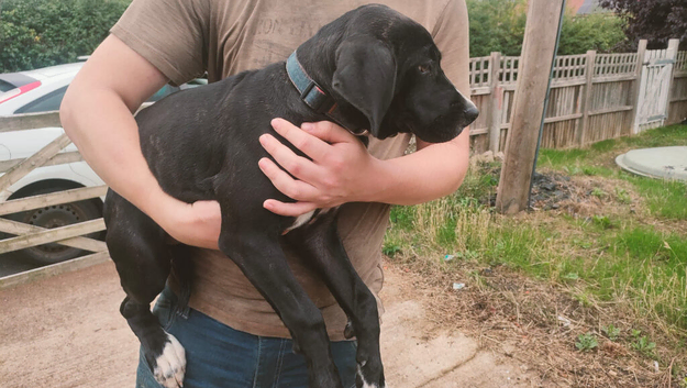 Cane corso x American bulldog puppy