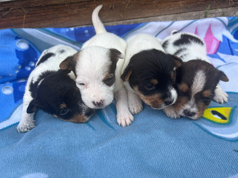 Beautiful  biewer terrier puppy