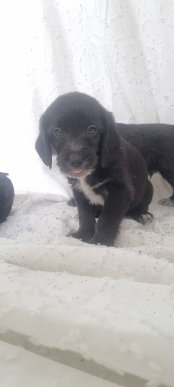 2 male black n white