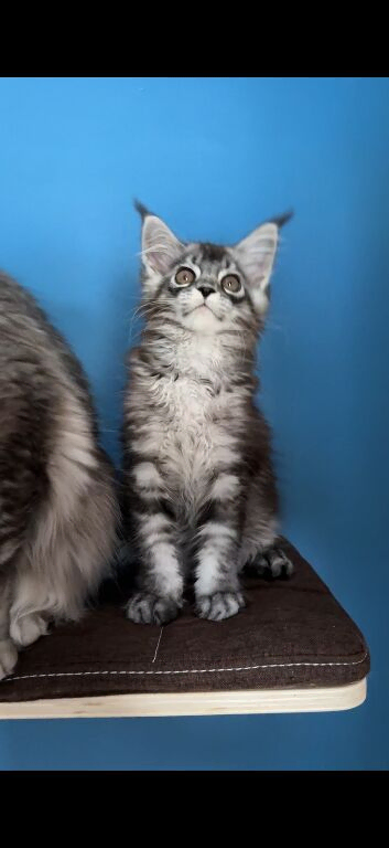 Maine Coon female kitten