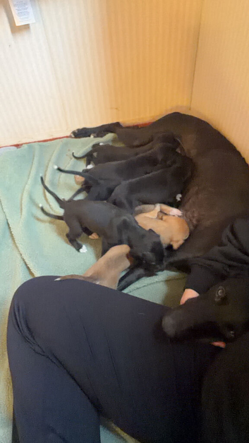 Sulki whippet collie greyhound
