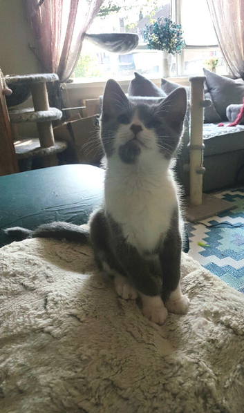 Philip the cat
