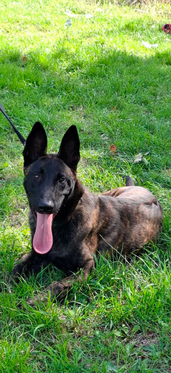 Dutch shepherd  dog for sale