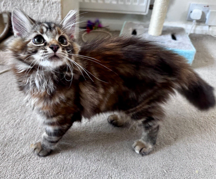 Amiable mixed breed kittens, ginger tabby&bengal mix boy + Tortie bengal&main coon mix girl