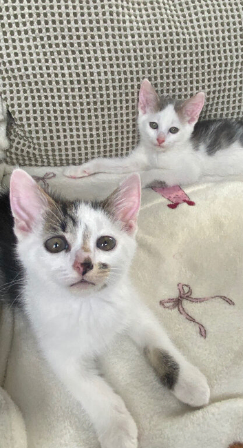 Sweet boy kittens waiting for new homes
