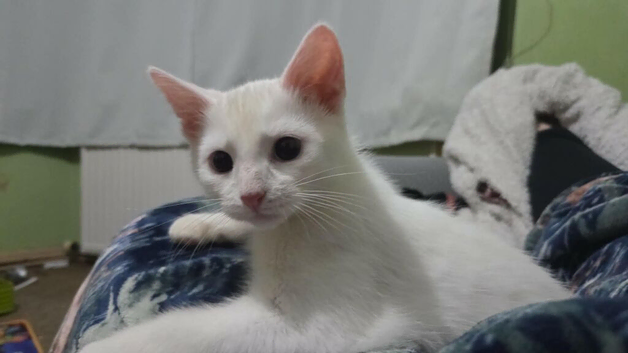 White with ginger tail kitten for sale