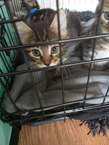 kitten
