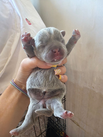 Puppies