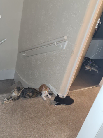 2 tabby mixed and 1 black n white