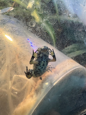 Baby Fire Bellied Toads