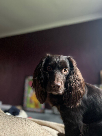 Working cocker - great lineage - want to breed to keep line going!