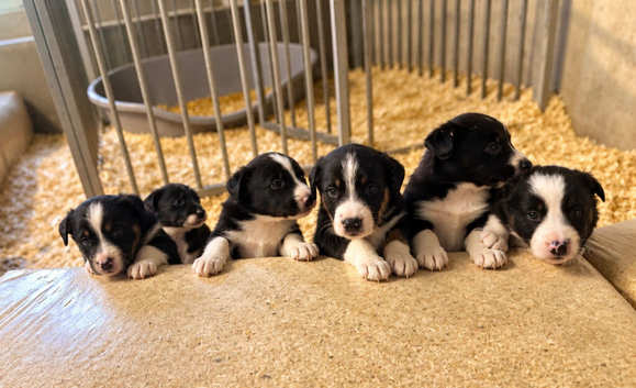 Border collie puppies