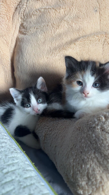 KITTENS