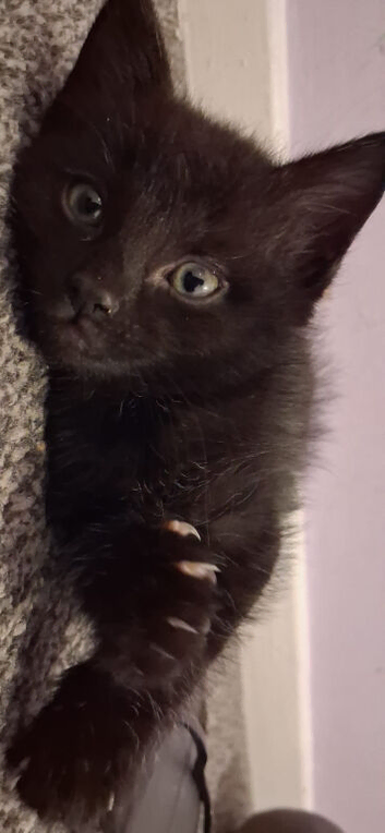 9 week old male kitten ready now
