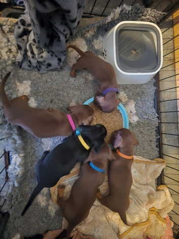 Miniature Dachshund Smooth Puppies