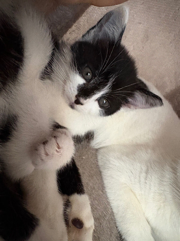 little girl kitten