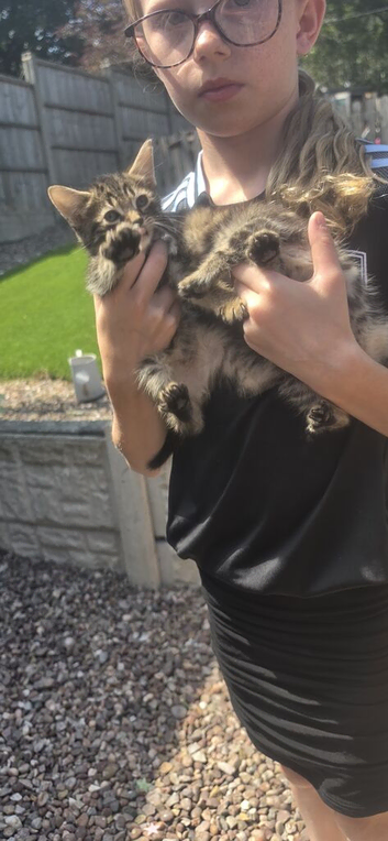 Tabby and black kittens