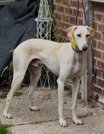 Lurcher