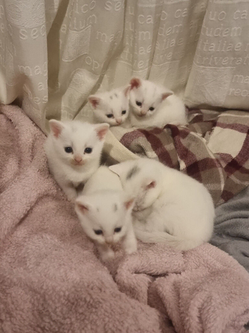 1 beautiful white well loved kitten