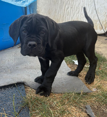 CANE CORSO puppies 4 males READY TO GO