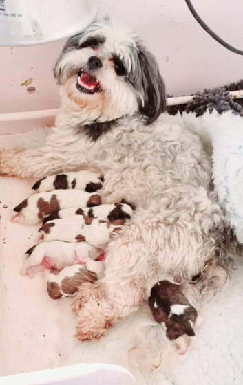 KC Reg Pedigree Lhasa Apso