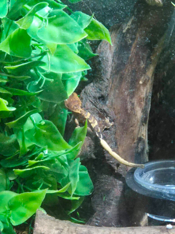 2 month old crested geckos