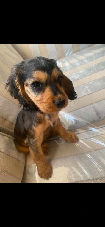 King Charles pup