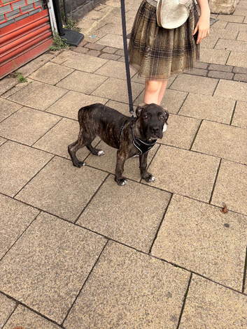 Cane corso puppy