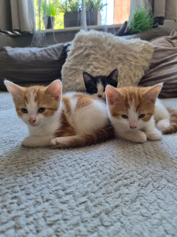 2 sweet kitten girls