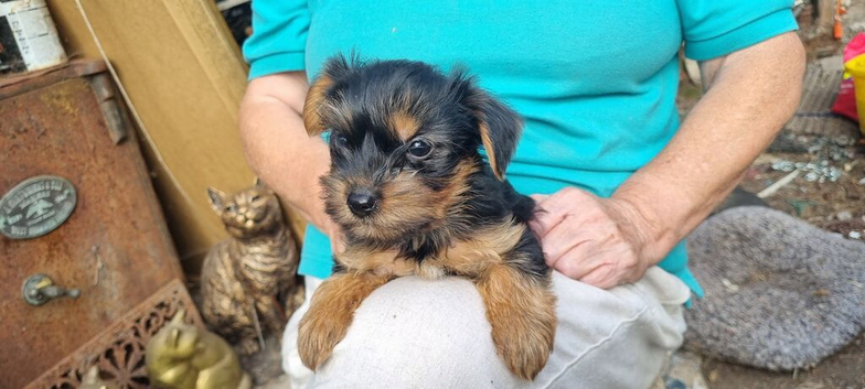 Yorkshire terrier puppies for sale