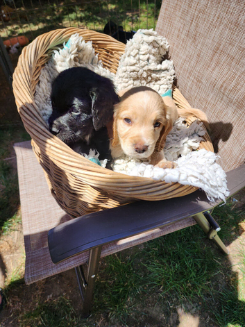 Sprocker Pups 3/4 Cocker/1/4 Springer from  Registered Breeder