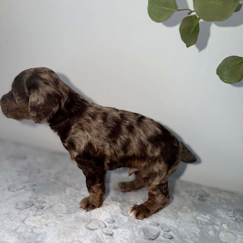 Male Cocker Spaniel Puppies