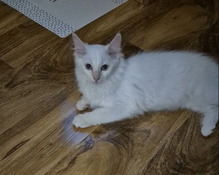 Main coon cross