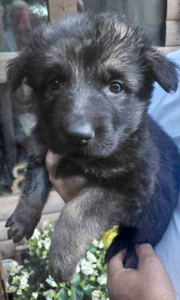 German Shepherd Long Haired Puppies