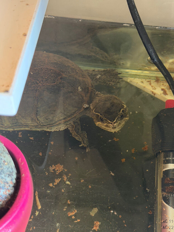 Musk turtle male