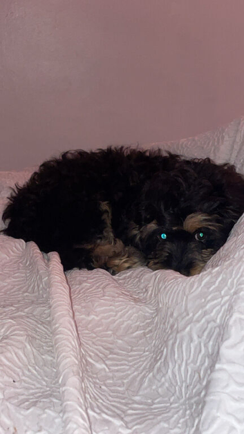 Cavapoo male