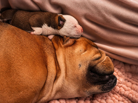 BULLDOG X BORDER COLLIE PUPPIES