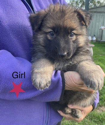 Beautiful German Shepherd Puppies