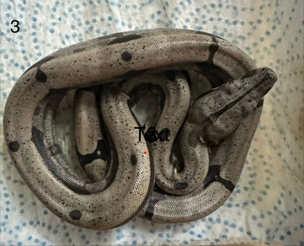 Boa Constrictor Amarali (short tailed Boas)