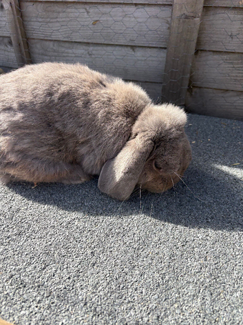 Mini lop looking for his new home