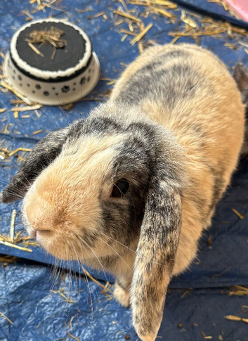 Female English Lop