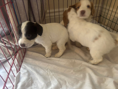 4 beautiful cockerspaniel puppies for sale