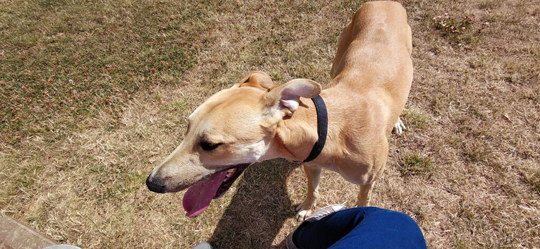 Lurcher