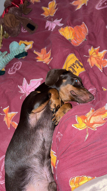 Dachshund