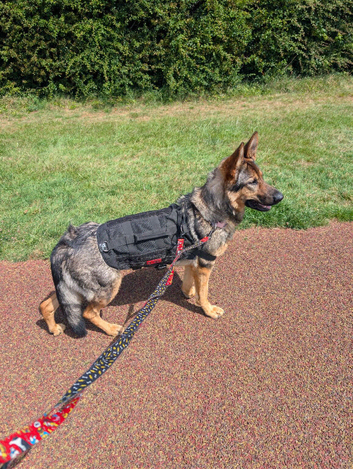 Beautiful 22 months old German Shepherd female