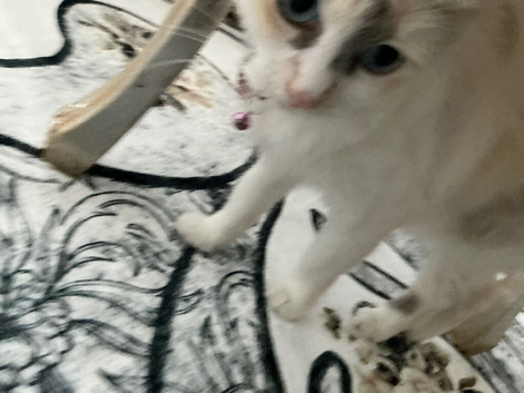 Pure ragdolls